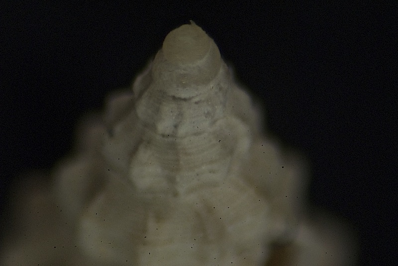 Microfossile 33
